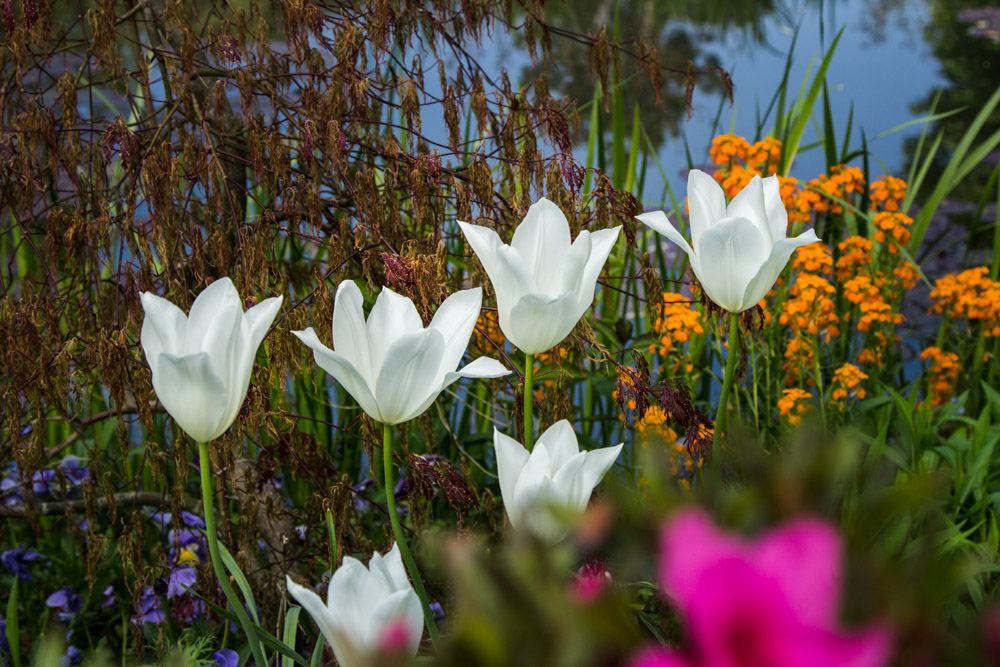 Giverny is best known as the location of Claude Monet's garden and home