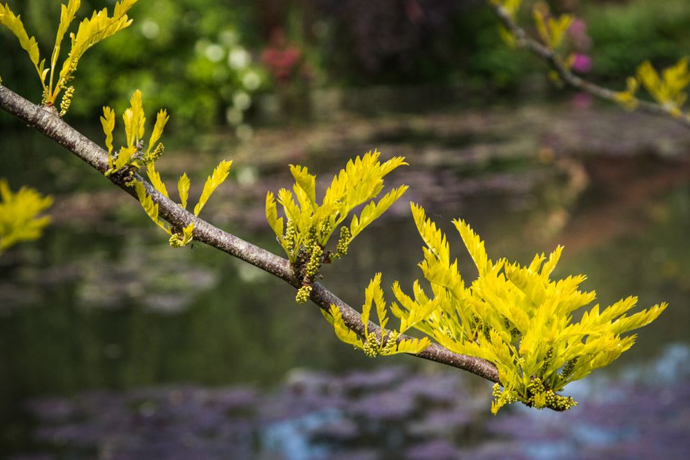 Giverny is best known as the location of Claude Monet's garden and home