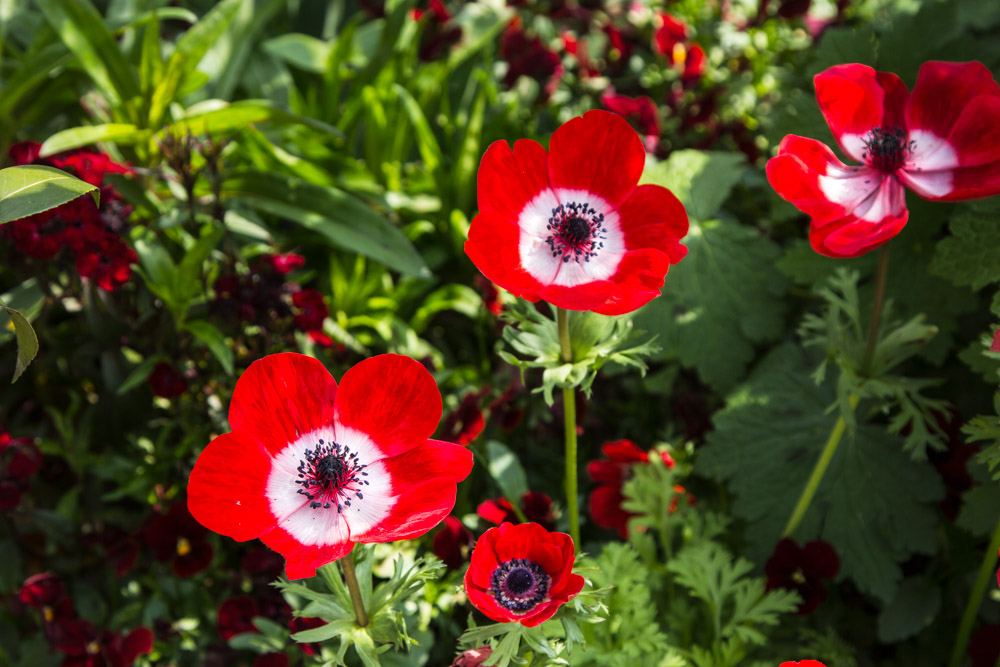 Giverny is best known as the location of Claude Monet's garden and home