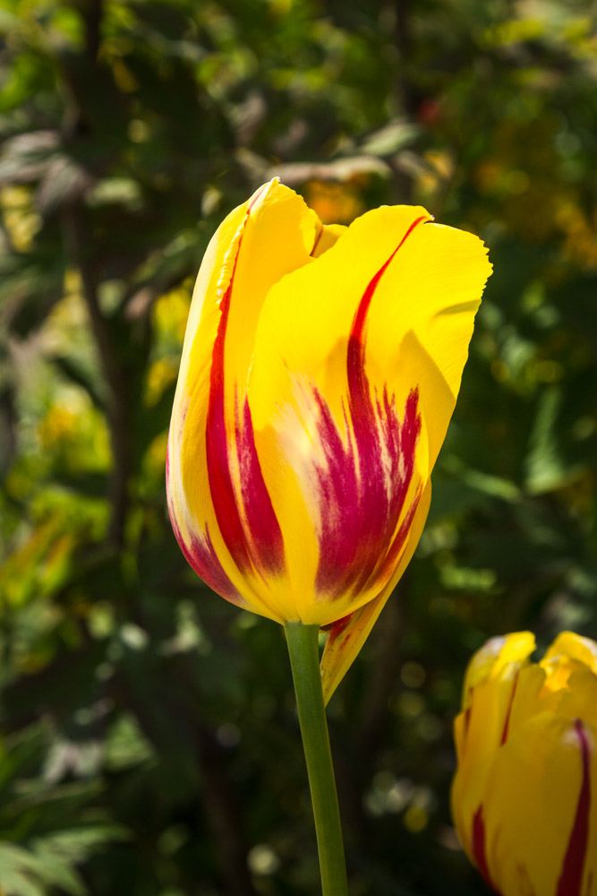 Giverny is best known as the location of Claude Monet's garden and home