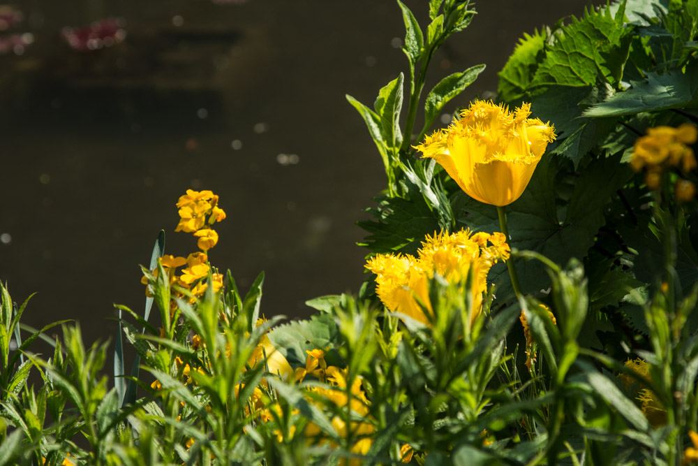 Giverny is best known as the location of Claude Monet's garden and home