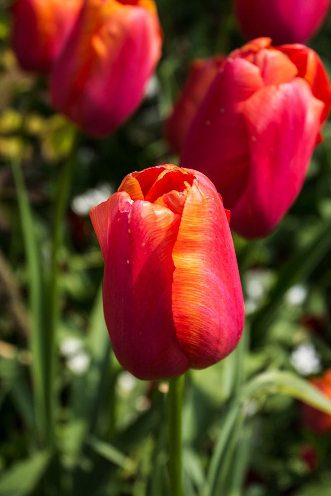 Giverny is best known as the location of Claude Monet's garden and home