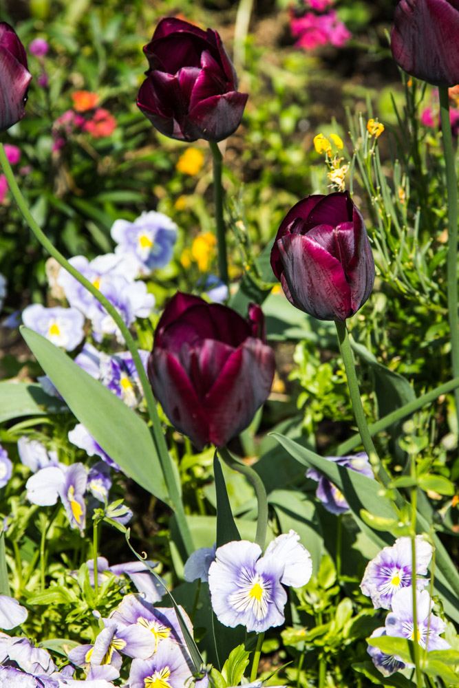 Giverny is best known as the location of Claude Monet's garden and home