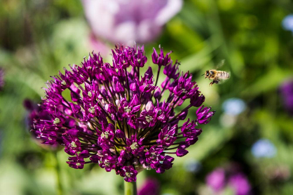 Giverny is best known as the location of Claude Monet's garden and home