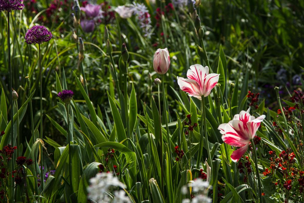 Giverny is best known as the location of Claude Monet's garden and home