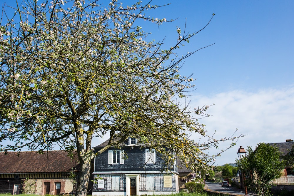 flowering apple trees