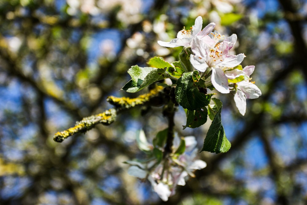 flowering apple trees